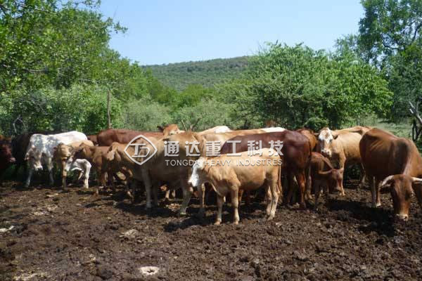 養(yǎng)牛的牛糞怎么處理?小型牛糞有機(jī)肥生產(chǎn)線多少錢(qián)?