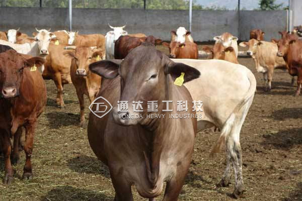 養(yǎng)牛的牛糞怎么處理?小型牛糞有機(jī)肥生產(chǎn)線多少錢(qián)?