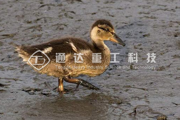 養(yǎng)10000只鴨子適合配備多大產(chǎn)量的鴨糞有機(jī)肥生產(chǎn)線？需要投資多少錢?