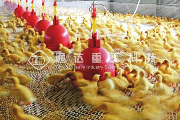 養(yǎng)10000只鴨子適合配備多大產(chǎn)量的鴨糞有機(jī)肥生產(chǎn)線？需要投資多少錢?