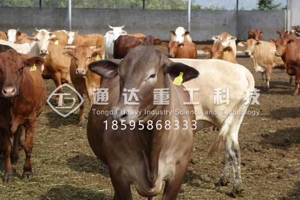 牛糞和秸稈怎么加工有機(jī)肥料?牛糞秸稈有機(jī)肥生產(chǎn)線(xiàn)設(shè)備有哪些?