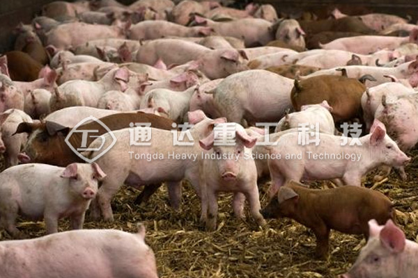 中小型養(yǎng)豬場(chǎng)的豬糞怎么處理?豬糞有機(jī)肥生產(chǎn)線怎么建?需要多少錢(qián)?